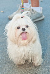 top, front view, close distance of a little, white dog sitting, panting, and waiting for owner to move. to the next vendor at a tropical farmers market 