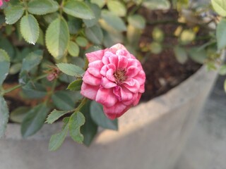 Pink Rose Flower