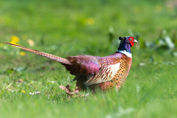 Fototapeta premium Portrait of a male pheasant (phasianus colchicus) in a meadow