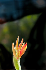 front view, close, distance of a cannon lily flower buds, preparing to bloom on  tropical lanai, in darkness