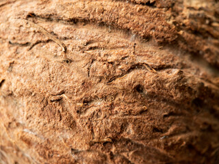 Macrophotography texture of coconut fruit. .