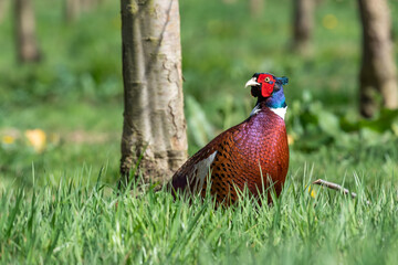 Portrait of a male pheasant (phasianus colchicus) in an orchard