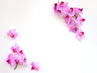 Frame of orchid flowers on a white background. The flowers are purple in color.