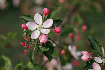 blooming apple tree in spring in the garden