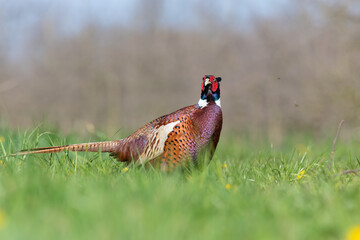 Portrait of a male pheasant (phasianus colchicus) in a meadow