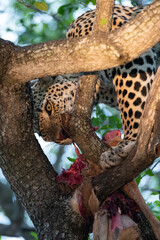 A Male leopard seen feeding in a tree on a safari in South Africa