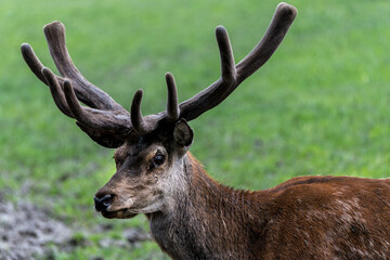 Male Red Deer (Cervus elaphus) with Growing Antlers