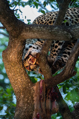 A Male leopard seen feeding in a tree on a safari in South Africa