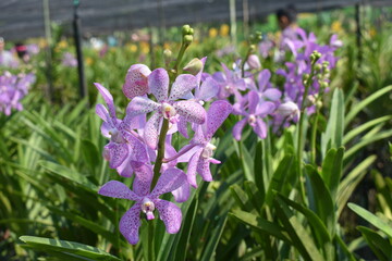 Fototapeta premium purple flower (Cattleya orchid)