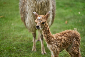Nacimiento de una Alpaca en los andes del Perú.