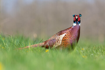 Portrait of a male pheasant (phasianus colchicus) in a meadow