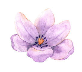 Purple watercolor anemone flower isolated on white. Hand drawn watercolor illustration of violet flower