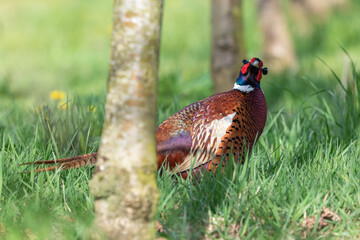 Portrait of a male pheasant (phasianus colchicus) in a meadow