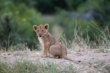 Naklejka na ściany i meble A Lion cub seen on a safari in South Africa