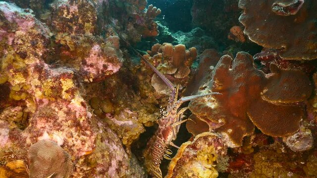 Spiny Lobster in coral reef of Caribbean Sea, Curacao