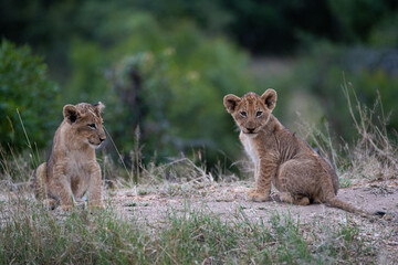 Lion Cubs seen on a safari in South Africa