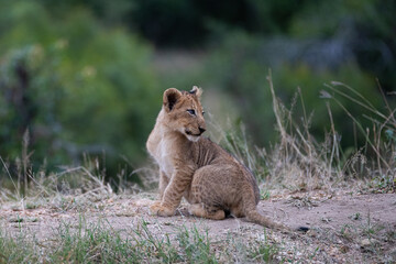 A Lion cub seen on a safari in South Africa