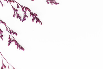 Flat lay floral border composition, dried flower on a white background, copy space and top view