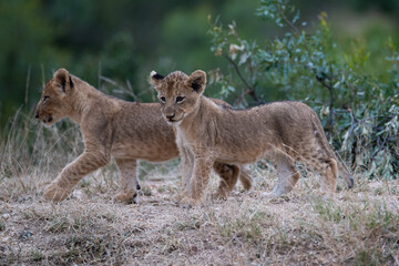 Lion Cubs seen on a safari in South Africa