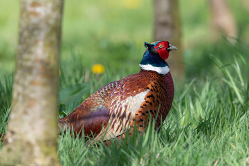 Portrait of a male pheasant (phasianus colchicus) in a meadow