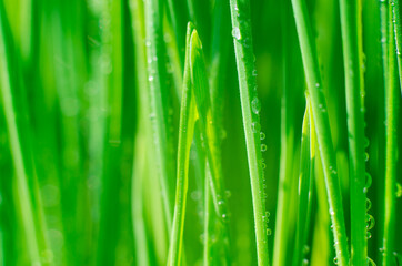 Fototapeta na wymiar Grass with water drops close-up. Beautiful green wheat germ background