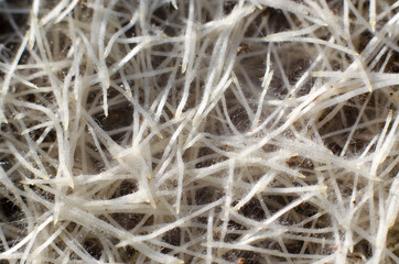 Wheat root system close up. Macro photo of cereal roots as background