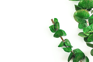 Spring flower border frame on a white background, green dried flowers and copy space, top view
