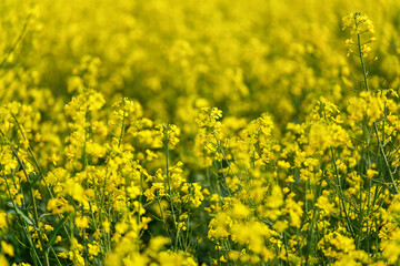 Bright yellow rapeseed (Brassica napus) flowers growing on field, closeup detail