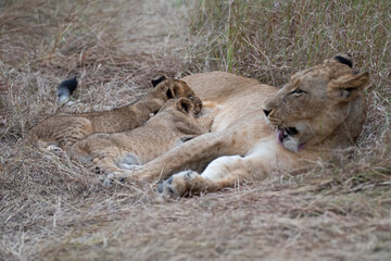 Lion cubs seen suckling on their mother on a safari in South Africa