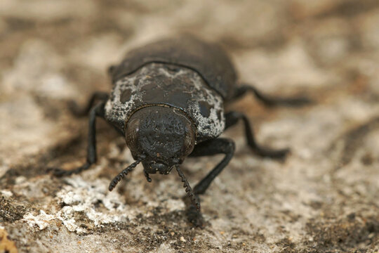 Closeup on a larger black jewel beetle , Capnodis tenebricosa from the Gard, France
