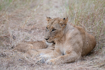 Lion cubs seen suckling on their mother on a safari in South Africa