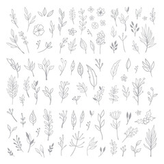 Fototapeta na wymiar Flowers and leaves doodle collection. Hand drawn floral ornaments. Decorative plants illustrations.