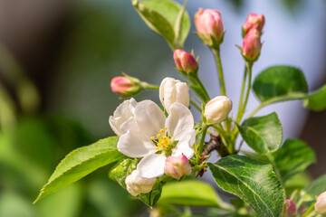 White and pink blossoming flowers of apple trees.