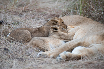 Fototapeta na wymiar Lion cubs seen suckling on their mother on a safari in South Africa