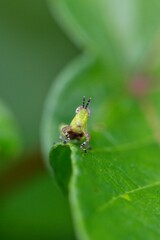 Closeup Macro of green grasshopper with comical face in Amazon jungle Bolivia.