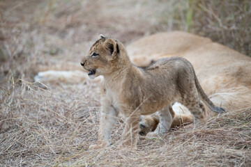 Fototapeta na wymiar A Lion cub seen with its mother on a safari in South Africa