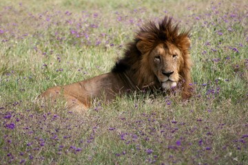 Closeup portrait of wild lion (Panthera leo) sitting among purple flowers in Ngorongoro Crater, Tanzania.
