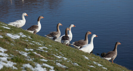 Geese on the bank of a canal in The Netherlands near Delft in winter