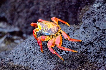 Closeup of a large red Sally Lightfoot Crab (Grapsus grapsus) Galapagos Islands, Ecuador.