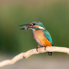 Bird kingfisher Alcedo atthis sitting on a stick with a fish in its beak