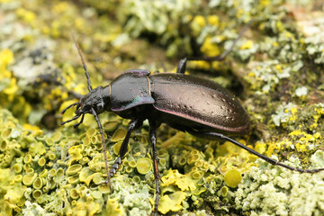 Closeup on a large ground beetle,  the Bronze Carabid, Carabus nemoralis on green moss