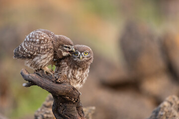 Two little owl Athene noctua beautiful background