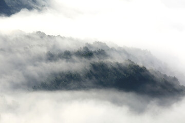 Obraz premium 숲에 나무와 안개