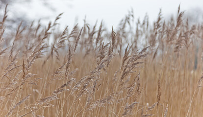 Fototapeta premium De Klencke in Oosterhesselen (The Netherlands): reeds waving in the wind 