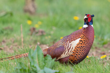 Portrait of a male pheasant (phasianus colchicus) in a meadow