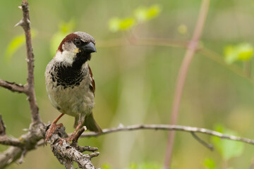 Male House Sparrow Passer domesticus in the habitat