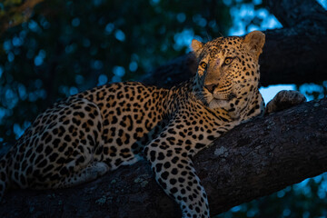 Fototapeta na wymiar A Male Leopard seen on a Safari in South Africa