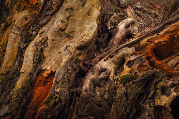 Old tree body texture