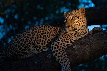 Naklejka na ściany i meble A Male Leopard seen on a Safari in South Africa