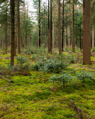 Obraz premium Forest in Drenthe (the Netherlands) close to Buinen and Exloo.